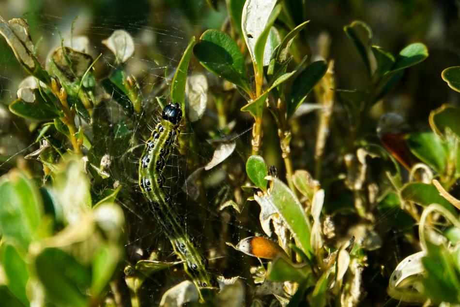 Boxwood Borer Book