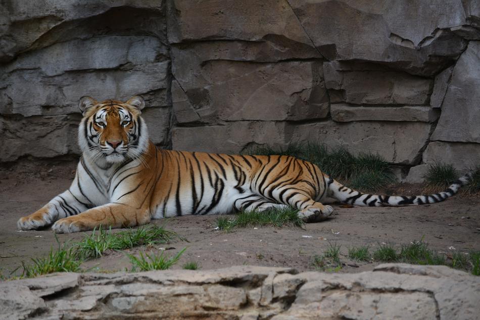 Zoo Tiger Feline