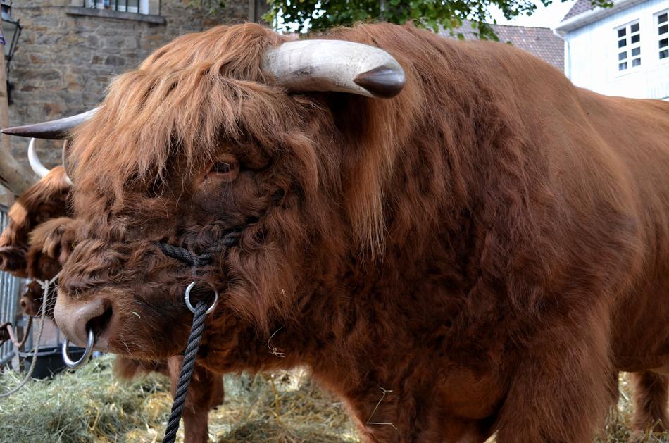 Galloway Beef
