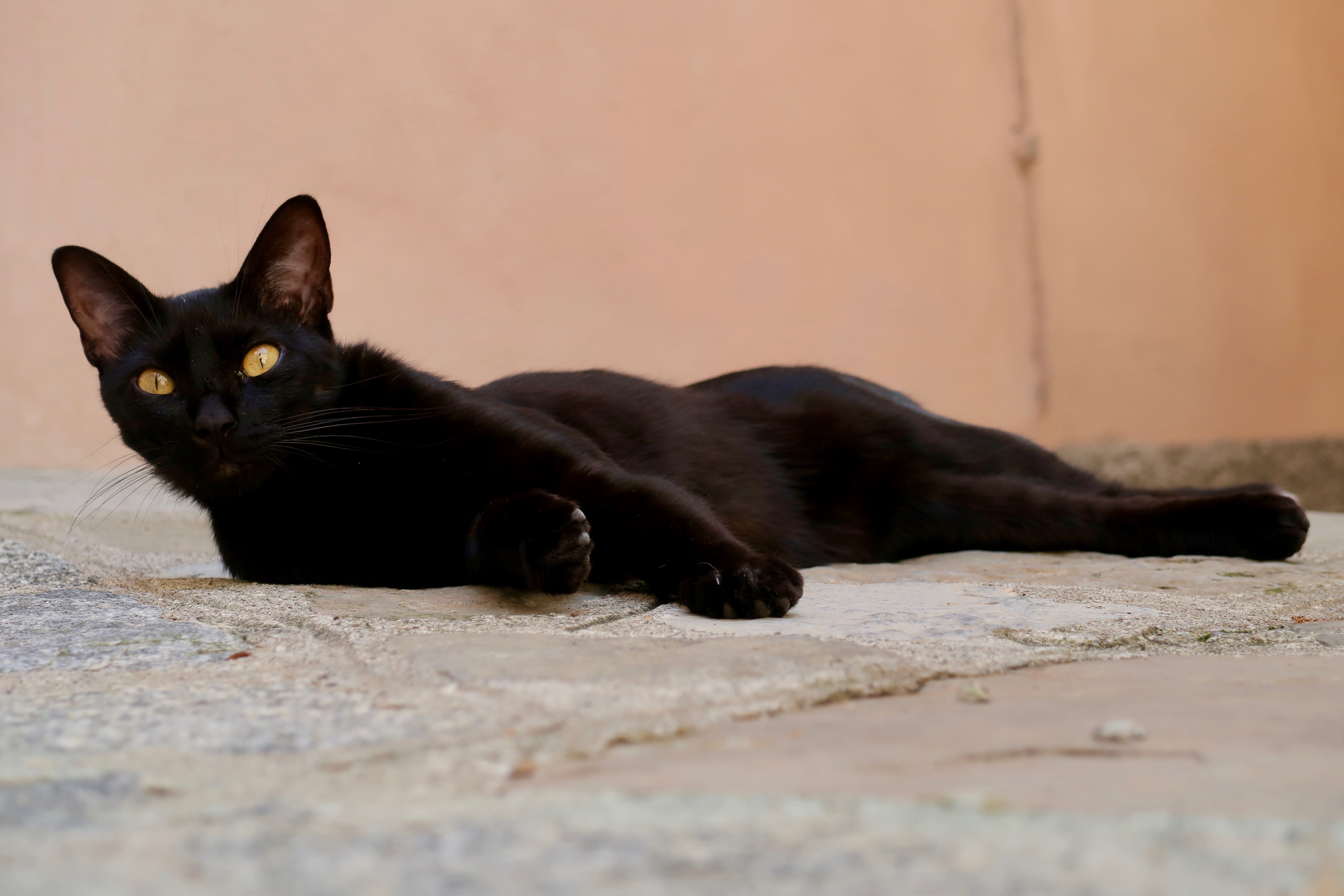 Черный кот лежит