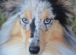 Dog Bitch Nobility Blue
