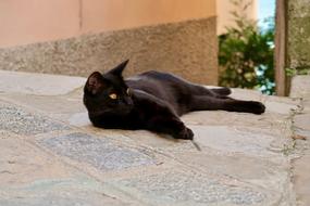 Cat Rest Animal Domestic