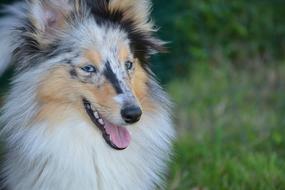 Dog Bitch Nobility Blue