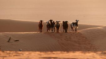 Goat Dune Animal