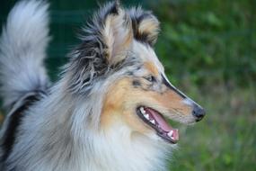 Dog Bitch Nobility Blue
