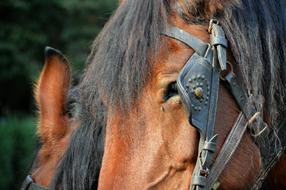 Horse Animal Horseback Riding