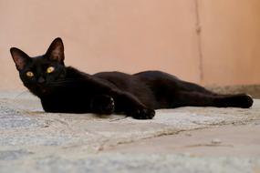 Cat Rest Animal Domestic