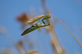 Praying Mantis Insect