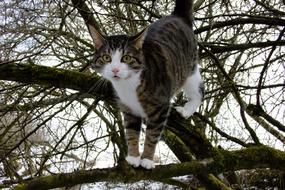 Cat Katze Animal