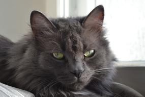 Cute cat looking at the camera