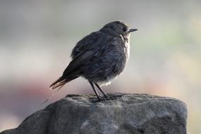 Rotschwaenzchen Bird