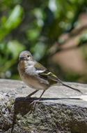 Bird Nature The Sparrow Little