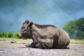 Cow Animal Pasture Land