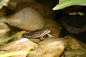 Frog Pond Water