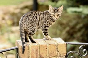 Cat Bengal