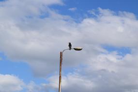 crow sitting on a street lamp