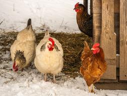 Chickens Poultry Livestock Free