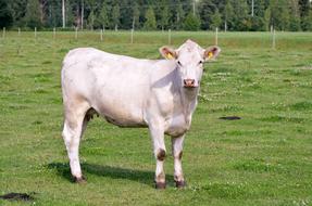white cattle
