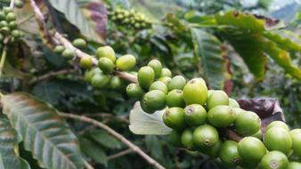 green fresh berries on a branch