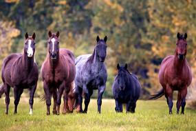 Horses Trees Grass
