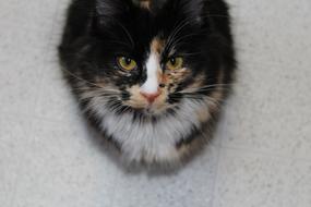 Kitten Cat looking upward