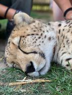 Cheetah Cat Animals