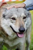 Animal Wolf-Dog Dressage
