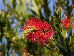 Insect Hornet Abispa Ephippian
