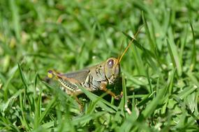 Grasshopper Chapulin insect in grass