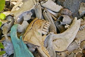 animal bones on leaves