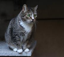 gray sitting cat