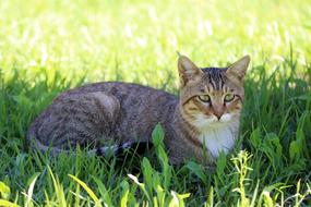 Cat on The Grass in park