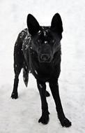 Black German Shepherd Snow
