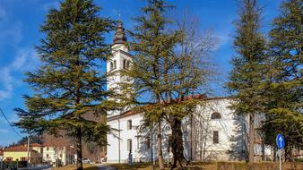 Tolmin Church Tree