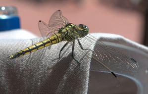 Dragonfly Insect Wing