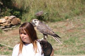 Raptors Falcon Bird