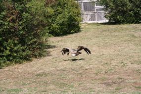 Raptors Falcon Bird