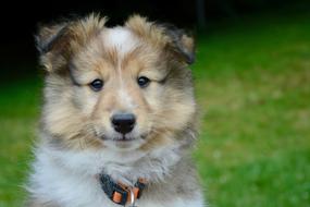 Dog Puppy Pup Shetland