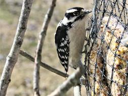 Woodpecker Downy