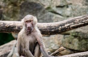Monkey Primate Animal in wildlife