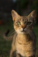 Cat Animal Eyes