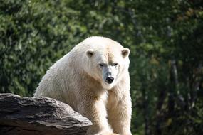 white Polar Bear Predator