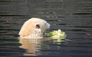 Polar Bear Predator Animal