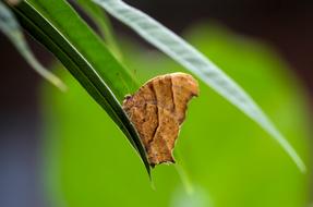 Butterfly Green Leaves