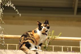 Animal Cat Portrait