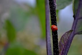 Ladybug Red Green