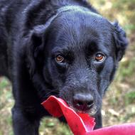 Dog Look Eyes