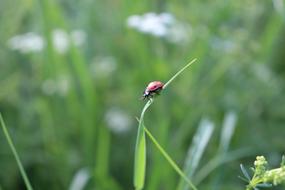 Ladybug Meadow Insect
