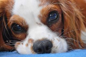 Dog Cavalier King Charles portrait