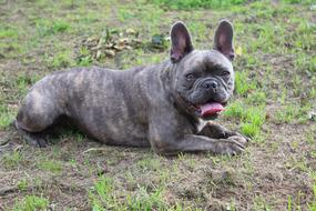 Bulldog Dog French